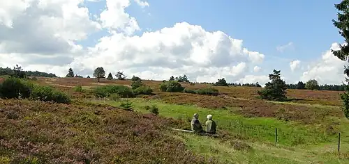 Blühende Heide im September