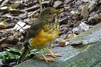 Schwarzbrustdrossel (Turdus dissimilis), Weibchen