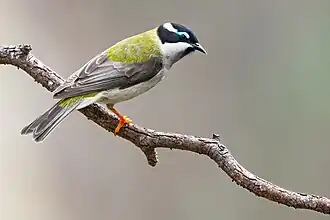 Schwarzkinn-Honigfresser (Melithreptus gularis gularis)