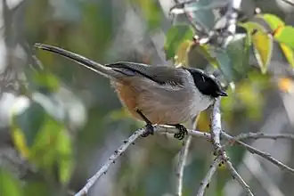 P. m. melanotis in Mexiko (Männchen)