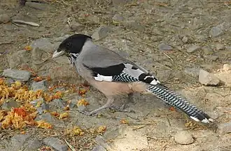 Strichelhäher mit blau und schwarz quergebänderten Schwanzfedern