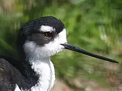 Kopfstudie eines Amerikanischen Stelzenläufers im Zoo Berlin