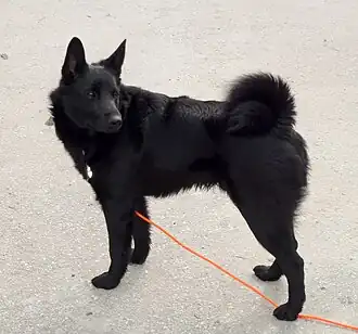 Norwegischer Elchhund schwarz