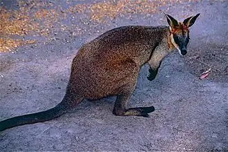 Sumpfwallaby