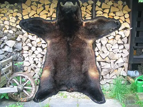 Schwarzbär (Alaska)