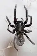 Weibchen der Schwarzen Hausspinne (Badumna insignis)
