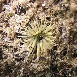Pferdeaktinie in Beige (Actinia equina)