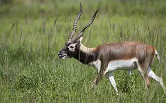 Hirschziegenantilope (Antilope cervicapra), Männchen