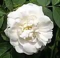 ‘Blanche de Belgique’, Rosa alba, vor 1846
