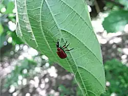 04: Der Käfer läuft nun unterseits der Mittelrippe entlang und zwängt mit den Beinen die beiden Blatthälften zusammen