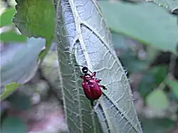 05: So entsteht neben der Mittelrippe ein Falz und die Hälften der Blattunterseite kommen nach außen zu liegen