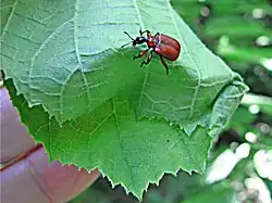 10: Mit Mundwerkzeugen und Beinen wird die Blatthälfte, auf der der Wickel sitzt, im unteren Bereich quer zur Mittelrippe vorgefalzt