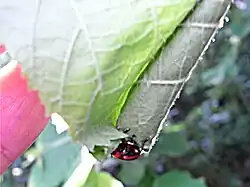 16: Der zusammengepresste Rand wird nach innen gestülpt