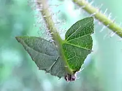 23: Am Stängel verbleiben nur der Ansatz der Blattspreite mit inzwischen geschwärzten Rändern (außer beim zuletzt durchbissene Stück)