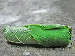 22: der verbliebene Abschnitt zwischen dem rechten und linken Einschnitt beim Stängel durchbissen. Der fertige Wickel fällt zu Boden
