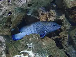 Blauer Zackenbarsch (E. cyanopodus)