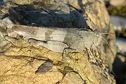 Die blauflügelige Ödlandschrecke „Ödi“