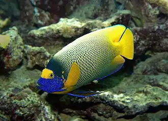 Blaukopf-Kaiserfisch