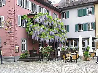 Habitus einer Chinesischen Wisteria in voller Blüte