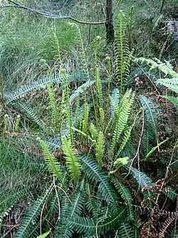 Rippenfarn (Struthiopteris spicant, Syn.: Blechnum spicant)