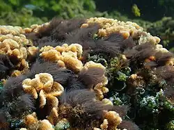 Kolonie von Blennothrix majus