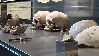 Blick in eine Vitrine mit Schädelfunden. Rechts sind zwei Schädelkalotten mit verheilten Traumata.