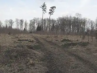 Das südöstliche Hehlbergplateau im Spätwinter 2011