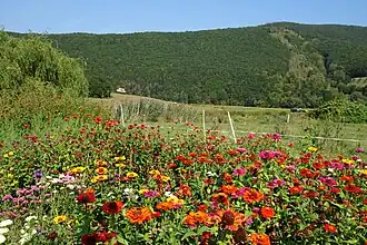Blick von Lindewerra auf den Harthberg und das Naturschutzgebiet „Kelle-Teufelskanzel“ (im Bild rechts).