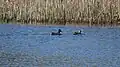 FFH-Gebiet Blixmoor: Stockentenpaar auf dem Teich im Blixmoor