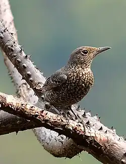 Blaukopfrötel, Weibchen