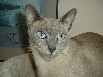 Alina vom Rödgerwald