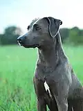 Staatshund Blue Lacy