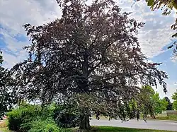 Westliche Blutbuche am Bahnhofsvorplatz