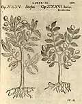 Hieronymus Bock 1553. Links: Schwarze Brustbeere Cordia myxa. Rechts: Rote Brustbeere (Ziziphus jujuba)[26]