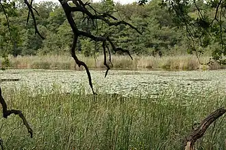 Breite Seerosenteppiche und ein dichter Schilfgürtel