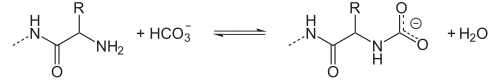 Gleichgewicht zwischen Aminogruppen und Carbamatgruppen bei Anwesenheit von Hydrogencarbonat