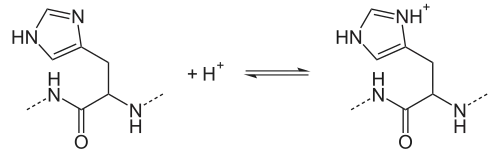 Protonierungsgleichgewicht von Histidinresten.