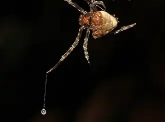 Bolaspinne mit Fangfaden und Klebe­tröpfchen