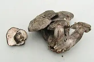 Ein einzelner und mehrere verwachsene Pilze