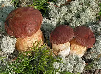Kiefern-Steinpilz Boletus pinophilus
