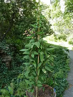 versch. Bomarea-Arten (die Knollen werden verwendet; nicht im Bild)