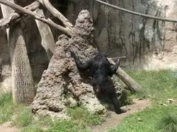 Mit einem Stock zum Stochern …