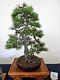 Schwarzkiefer als Bonsai
