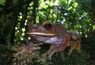 Kopf von B. albilabris