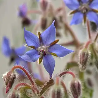 Die Blüte zeigt die Symmetrie der Drehgruppe der Ordnung 5. Auch das entstehende Pentagramm ist deutlich zu erkennen.