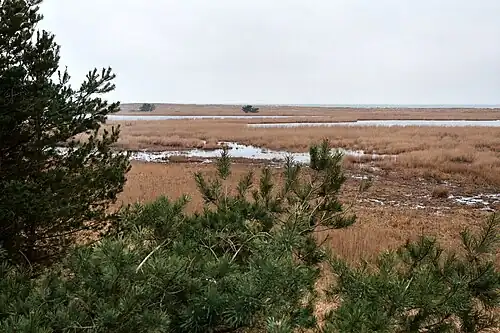 Naturlandschaft am Darßer Ort