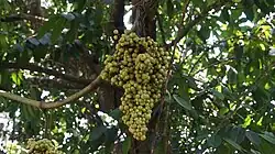 Ampelocissus martini (reif rötlich)