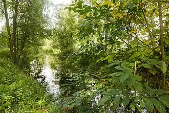 Quellgebiet im Wald bei Dueville