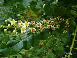 Boswellia sacra