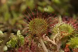 Rundblättriger Sonnentau